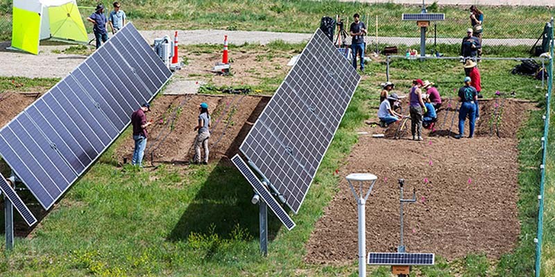 Solar Agrivoltaics Crops